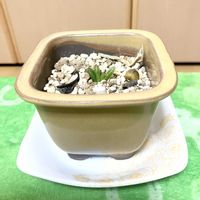 ハオルチア,観葉植物,Room  Plant♪,夢物語工房,ハオルチア・オブツーサ錦♪の画像