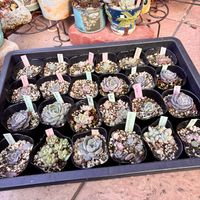 ピンクプリティ,マッコス,ホワイトゴースト,シャビアナローズ,多肉植物の画像