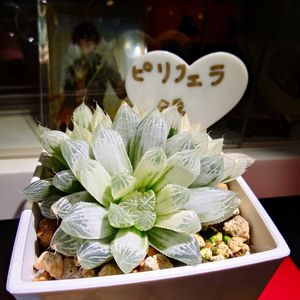 ハオルチア,ハオルチア,ピリフェラ錦,多肉植物,多肉ちゃんの画像