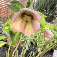 クリスマスローズ,クリスマスローズ,ガーデニング,冬の庭,宿根草♪の画像