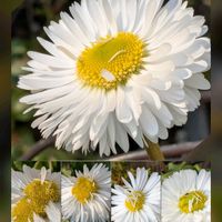 キンセンカ,チューリップ,デージー,デージー,プリムラ　ジュリアンの画像