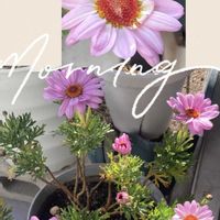 マーガレット,ベランダの画像