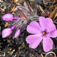 ピンクの花✨,花壇,ぶらっと寄り道,白い花✨,イキイキ✨の画像