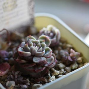 レッドベルベット,多肉植物,エケベリア属,植中毒,タニラーの画像