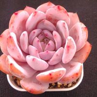 ハオルチア,多肉植物,エケベリア属,ハオルチア属,多肉大好きの画像