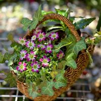 クモマグサ,アイビー（ヘデラ）,春の花,花のある暮らし,可愛い♡の画像