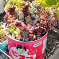 レモータ,ルドリッツ,ロゲルシー,玉稚児,ホッテントッタの画像