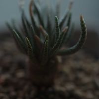 ハオルチア,多肉植物,観葉植物,塊根植物,サボテン科の画像