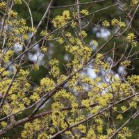 サンシュユ(山茱萸),サンシュユ(山茱萸),サンシュユ(山茱萸),ヤブツバキ,過去picの画像