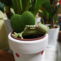 ルビーネックレス,ルビーネックレス,ミニカトレア,ミニカトレア,ハートホヤの画像