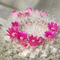 白檀,玉翁,マミラリア 玉翁,短毛丸,マミラリア 唐金丸の画像