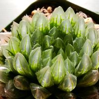 ハオルチア,多肉植物,ハオルチア属,透明な窓,Haworthia オリジナル交配の画像
