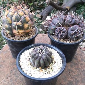 守金魔天竜,守金魔天竜,黒王丸,コピアポア黒王丸,天紫丸錦の画像