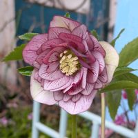 クリスマスローズ,クリスマスローズ,ガーデニング,花のある暮らし, クリスマスローズの画像