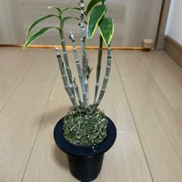 セッコク,みどりがある暮らし,元気に育ててますよ,和室,その他部屋の画像