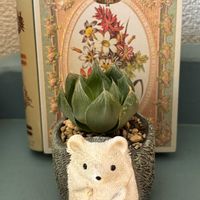 ハオルチア,多肉植物,ガーデニング,いつもありがとう♡,ありがとう♡の画像