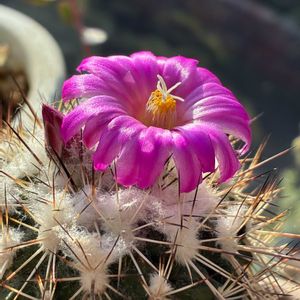 かわいい,きれい,サボテンの花,花のある暮らし,サンルームの画像