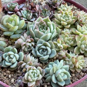 多肉葉挿し,ベランダ多肉,多肉ちゃんと愉快な仲間たち,毎月13日と14日は葉挿しの日の画像