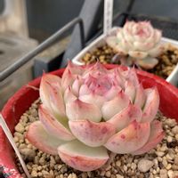 桃太郎,ルエラ,ローズフィンチ,いつもありがとう♡,シルエットの画像