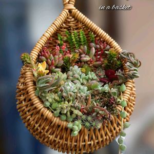 多肉植物,育てやすい多肉植物,多肉植物寄せ植え,普及種,多肉棚の画像