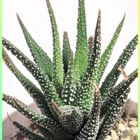 多肉植物,ハオルチア属,十二の日の画像