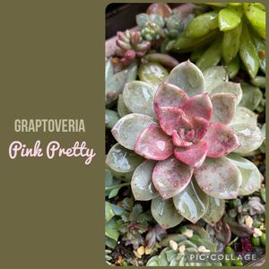 ピンクプリティ,カリフォルニアサンセット,多肉植物いろいろ,ピンクルルビー,苔のテラリウムの画像