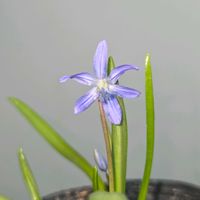 シラー,球根,球根植物,花のある暮らし,園芸男子の画像