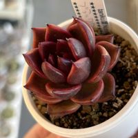 エケベリア,ブラッククリスタル,多肉植物,エケベリア属,多肉植物 エケベリアの画像