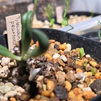 実生,種子から育てる,チレコドン属の画像