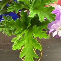 ローズゼラニウムの画像