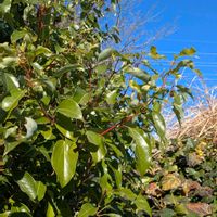 クスノキ,ソメイヨシノ,ソメイヨシノ,アベリア,アベリアの画像