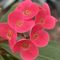 ハナキリン,キスミークイック,クリスタルパレス,花麒麟の雌蕊,ハナキリンの雄蕊の画像