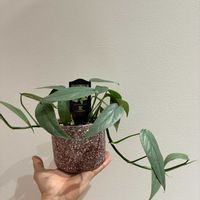 エピプレナム　ピナツム　セブブルー,観葉植物,PR,エピプレナム属,三ツ星品質モニターの画像