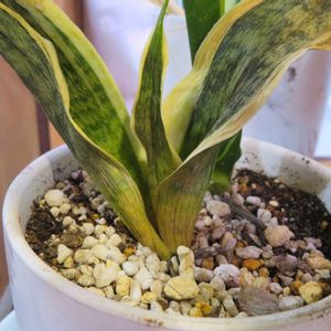 サンスベリア,サンスベリア・コンパクタ,観葉植物,インテリアグリーン,珍奇植物の画像