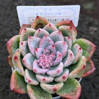 チワワエンシスシュガーハート@,多肉植物の画像