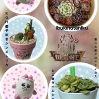 寄せ植え,植物のある暮らし,多肉植物のある暮らし,繋がりに感謝✨,ミールンさんありがとうの画像