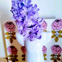 ヒヤシンス,ヒヤシンス 水耕栽培,雑貨,ナチュラルガーデン,ネコ好きの画像