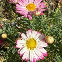 キンギョソウ,クリスマスローズ,マーガレット,キンギョソウ・トゥイニー,クリスマスローズ チェリーシフォンの画像