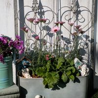 ローダンセマム,寄せ植え,花のある暮らし,WEEKEND FLOWER,小さいものクラブの画像