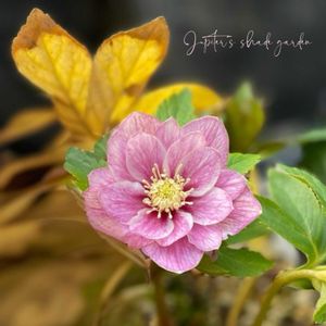 クリスマスローズ,クリスマスローズ　ノスタルジア,ナチュラルガーデン,ジャンクガーデン,シェードガーデンの画像