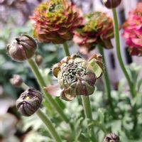 ラナンキュラス ポンポン,鉢植え,꒰ღ˘◡˘ற꒱かわゅ~,花のある暮らし,雑貨好き♡の画像