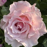 バラ,バラ,ラ・マリエ,ラ・マリエ,ラ・マリエの画像