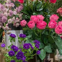 バラ,バラ,ベゴニア,プリムラ　ジュリアン,ヒマラヤ杉 シダーローズの画像