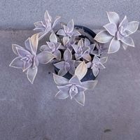 グラパラリーフ,多肉植物,iPhone撮影,小さな庭の画像