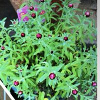 小さな春♫,花のある暮らし,GSに感謝。,小さな庭♡,わんこと暮らすの画像