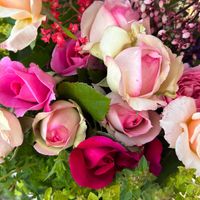 バラ,バラ,ガートルード・ジェキル,ピエールドゥロンサール,バラ ザ ダークレディーの画像