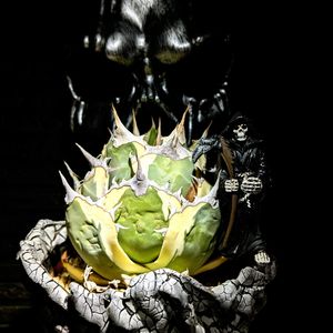 ウメ,ソメイヨシノ,斑入りクリスマスローズ,アガベ スナグルトゥース,アガベ チタノタ スナグルトゥースの画像