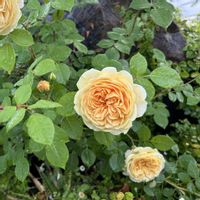 バラ,花のある暮らし,美しいバラ,バラを楽しむ,今日のお花の画像