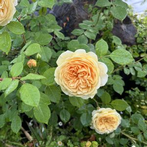 バラ,花のある暮らし,美しいバラ,バラを楽しむ,今日のお花の画像