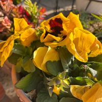 鉢植え,ガーデニング,黄色い花,ビオラ・パンジー,庭の画像